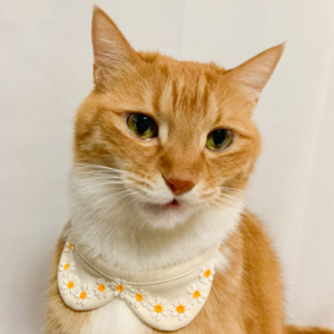네모네 - 오가닉 라인꽃 목걸이 / 강아지 고양이 넥워머 턱받이 넥카라 스카프 애견패션 고양이목걸이